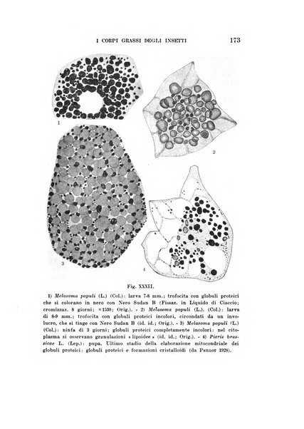 Redia giornale di entomologia pubblicato dalla R. Stazione di entomologia agraria