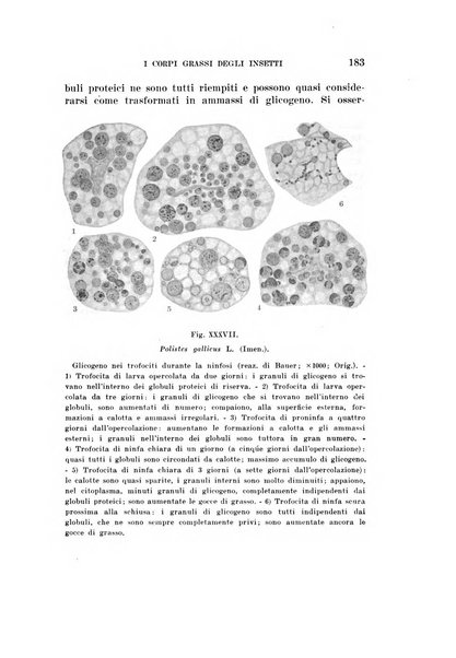 Redia giornale di entomologia pubblicato dalla R. Stazione di entomologia agraria