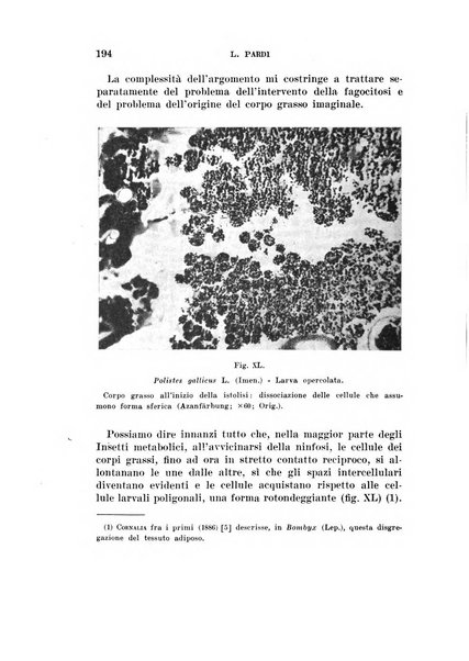 Redia giornale di entomologia pubblicato dalla R. Stazione di entomologia agraria