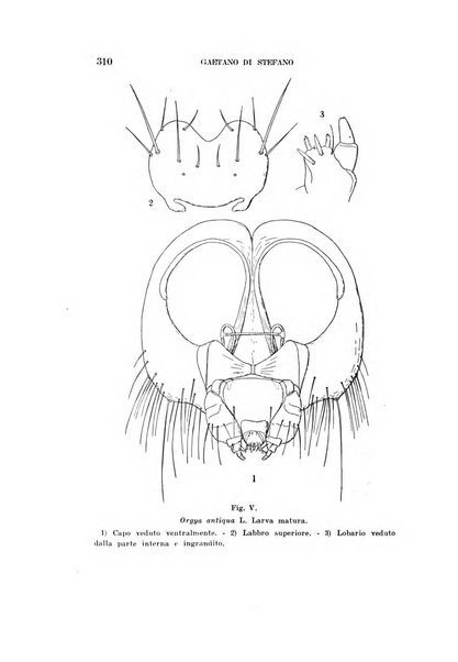 Redia giornale di entomologia pubblicato dalla R. Stazione di entomologia agraria