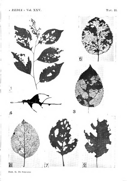 Redia giornale di entomologia pubblicato dalla R. Stazione di entomologia agraria