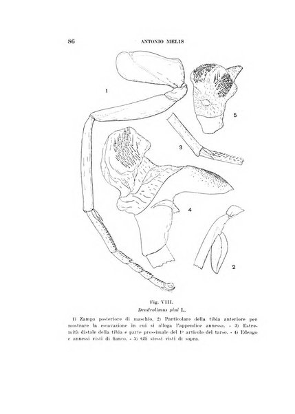 Redia giornale di entomologia pubblicato dalla R. Stazione di entomologia agraria