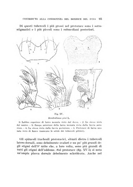 Redia giornale di entomologia pubblicato dalla R. Stazione di entomologia agraria