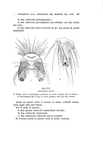 Redia giornale di entomologia pubblicato dalla R. Stazione di entomologia agraria