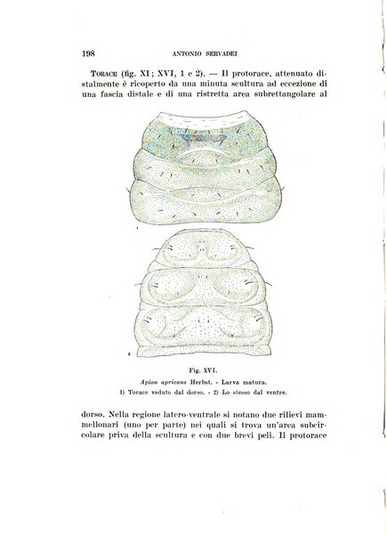 Redia giornale di entomologia pubblicato dalla R. Stazione di entomologia agraria