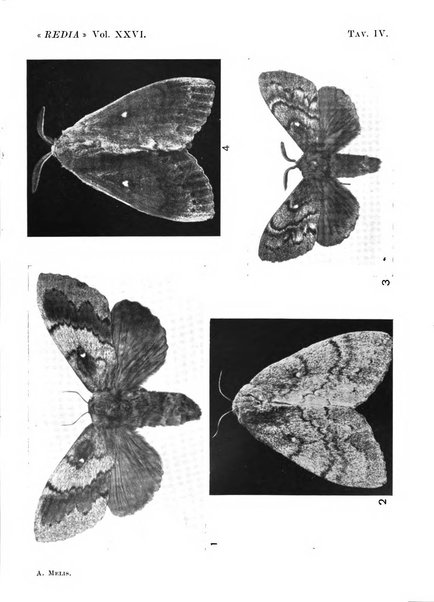 Redia giornale di entomologia pubblicato dalla R. Stazione di entomologia agraria