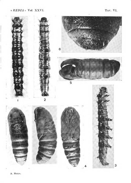 Redia giornale di entomologia pubblicato dalla R. Stazione di entomologia agraria