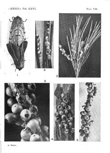 Redia giornale di entomologia pubblicato dalla R. Stazione di entomologia agraria