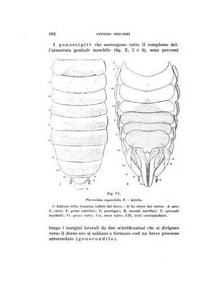 Redia giornale di entomologia pubblicato dalla R. Stazione di entomologia agraria