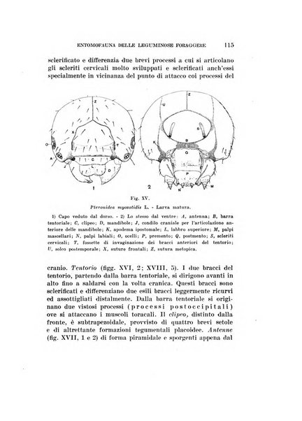 Redia giornale di entomologia pubblicato dalla R. Stazione di entomologia agraria