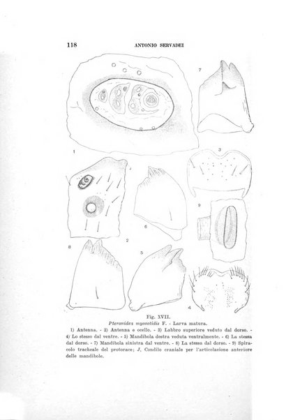 Redia giornale di entomologia pubblicato dalla R. Stazione di entomologia agraria