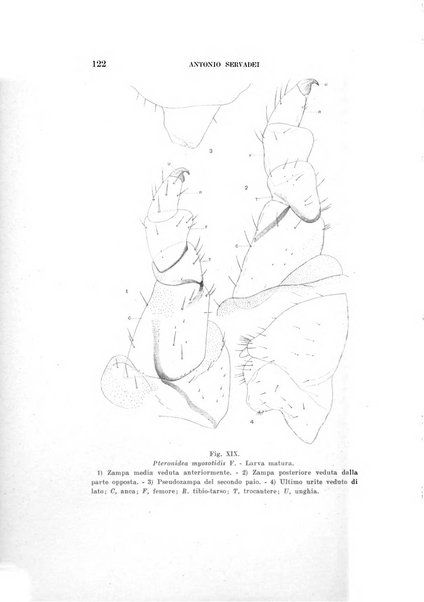 Redia giornale di entomologia pubblicato dalla R. Stazione di entomologia agraria