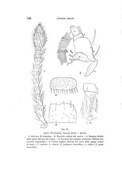 Redia giornale di entomologia pubblicato dalla R. Stazione di entomologia agraria