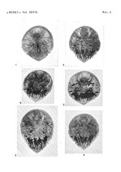 Redia giornale di entomologia pubblicato dalla R. Stazione di entomologia agraria