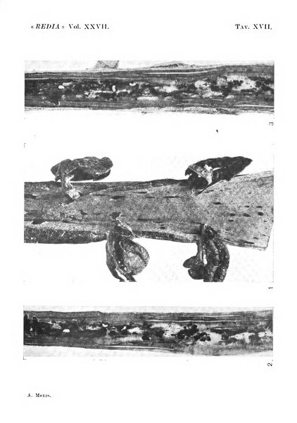 Redia giornale di entomologia pubblicato dalla R. Stazione di entomologia agraria