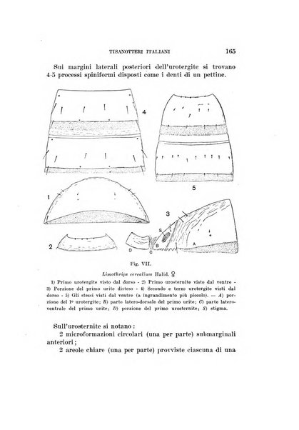 Redia giornale di entomologia pubblicato dalla R. Stazione di entomologia agraria