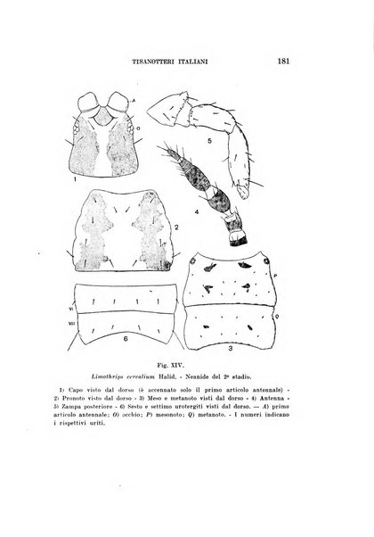 Redia giornale di entomologia pubblicato dalla R. Stazione di entomologia agraria