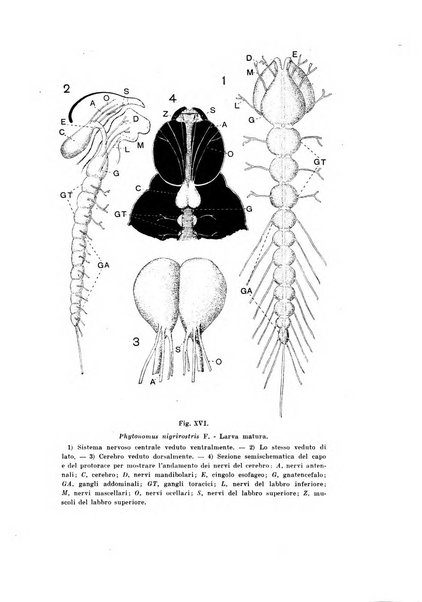 Redia giornale di entomologia pubblicato dalla R. Stazione di entomologia agraria