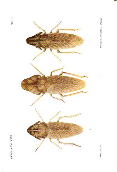 Redia giornale di entomologia pubblicato dalla R. Stazione di entomologia agraria