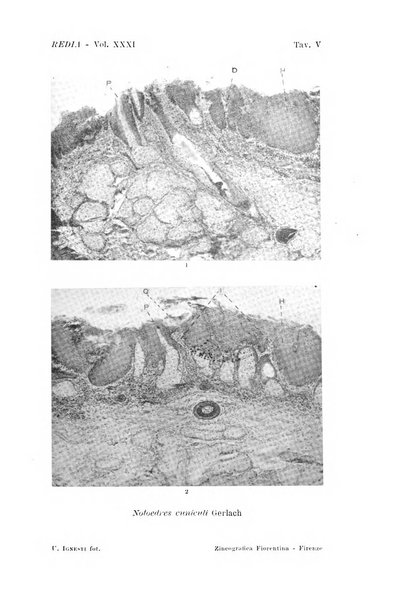 Redia giornale di entomologia pubblicato dalla R. Stazione di entomologia agraria