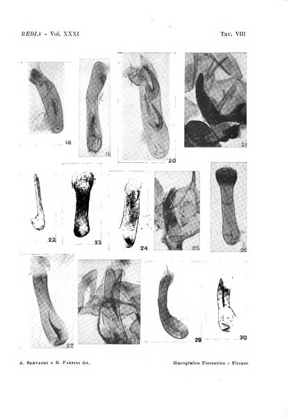 Redia giornale di entomologia pubblicato dalla R. Stazione di entomologia agraria