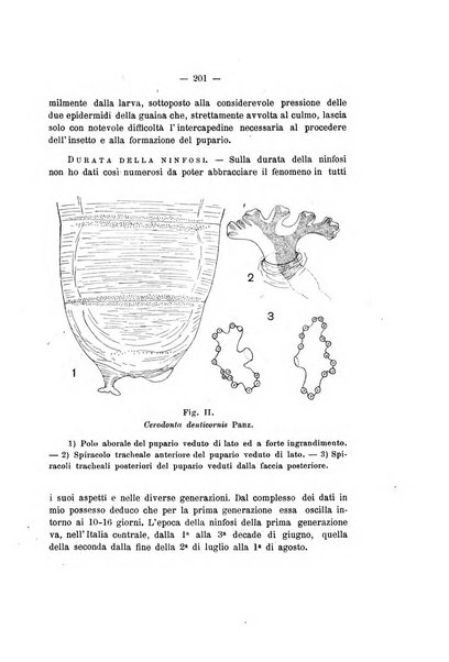 Redia giornale di entomologia pubblicato dalla R. Stazione di entomologia agraria