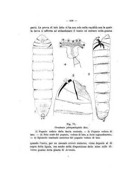 Redia giornale di entomologia pubblicato dalla R. Stazione di entomologia agraria