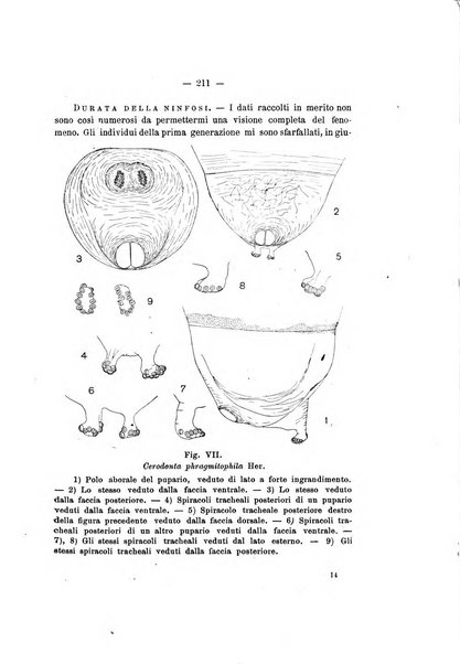 Redia giornale di entomologia pubblicato dalla R. Stazione di entomologia agraria