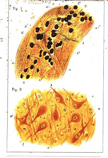 Il manicomio archivio di psichiatria e scienze affini