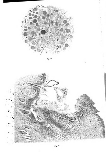 Il manicomio archivio di psichiatria e scienze affini