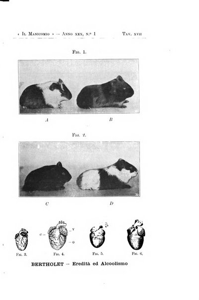 Il manicomio archivio di psichiatria e scienze affini