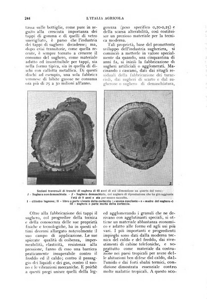 L'Italia agricola