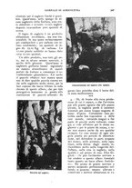 giornale/UM10003065/1924/unico/00000219