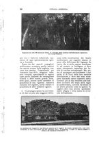 giornale/UM10003065/1924/unico/00000222