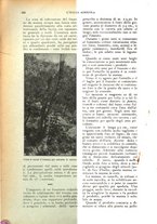 giornale/UM10003065/1924/unico/00000252