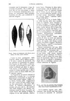 giornale/UM10003065/1924/unico/00000650