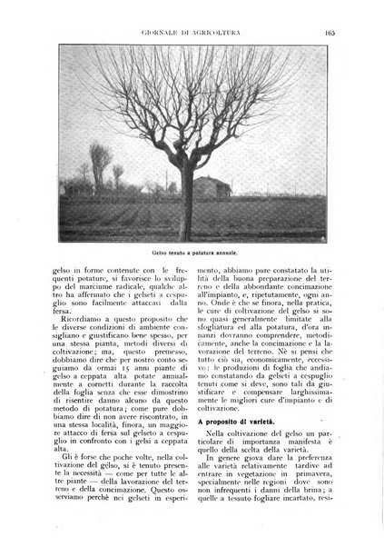 L'Italia agricola