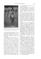 giornale/UM10003065/1926/unico/00000255
