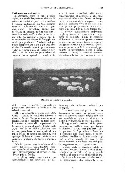 L'Italia agricola