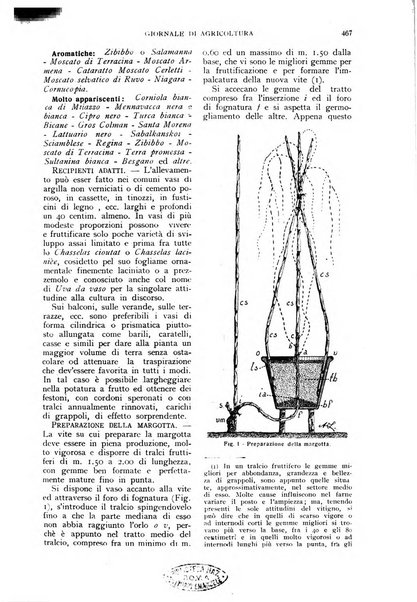 L'Italia agricola