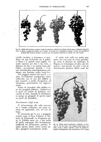 L'Italia agricola