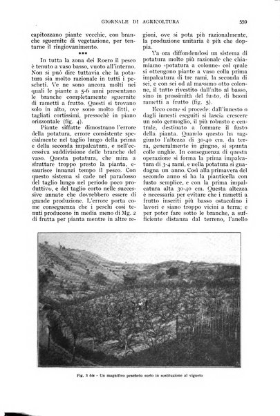 L'Italia agricola