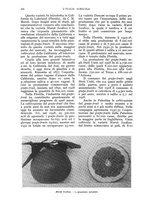 giornale/UM10003065/1933/unico/00000356