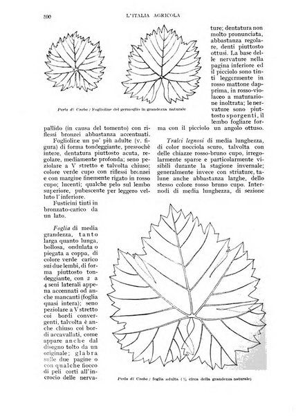 L'Italia agricola