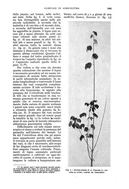 L'Italia agricola