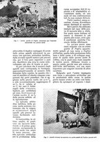 giornale/UM10003065/1934/unico/00001174