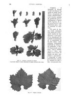 giornale/UM10003065/1935/unico/00000616