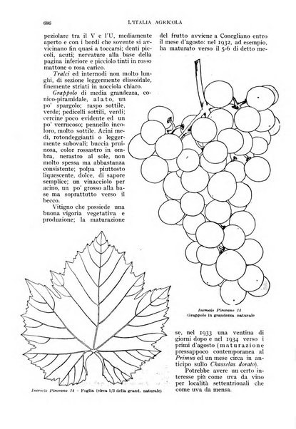 L'Italia agricola