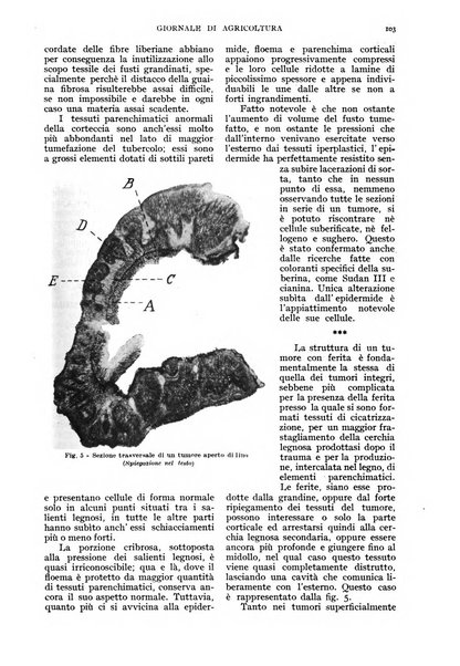 L'Italia agricola