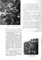 giornale/UM10003065/1938/unico/00000540